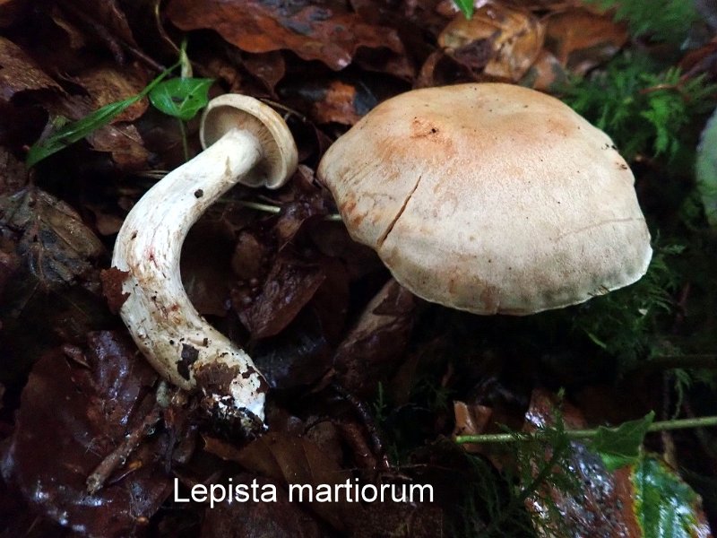 Lepista martiorum-amf2059.jpg - Lepista martiorum ; Syn: Clitocybe martiorum ; Nom français: Clitocybe des Marti